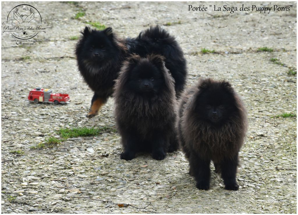 chiot Spitz allemand MANOLITA Romano